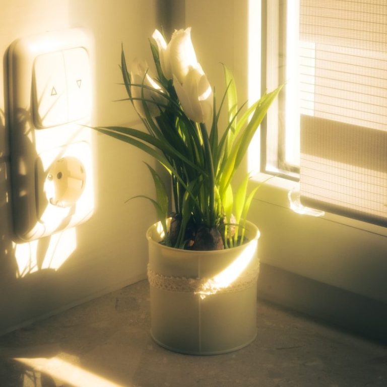 Fleurs blanches dans un pot sur un comptoir, lumière douce et ombres créées par la fenêtre.
